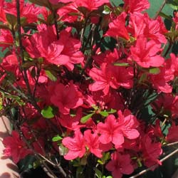 Azalée japonaise 'Hino Crimson' / Azalea japonica Hino Crimson